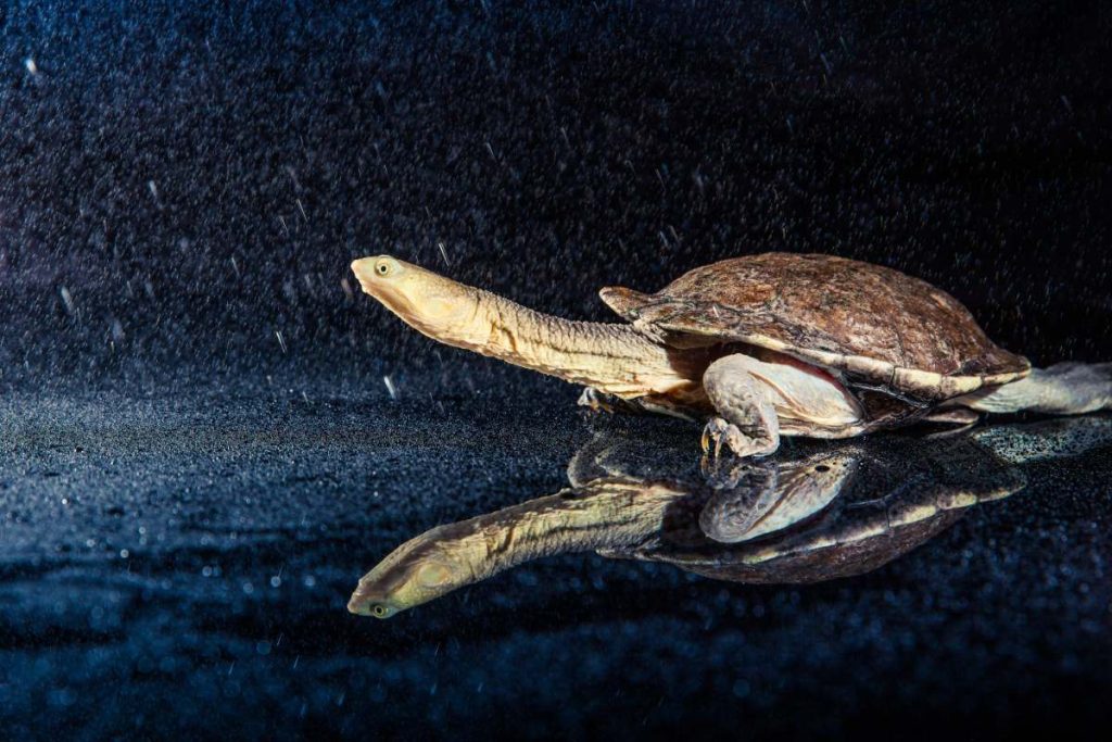 Australian eastern long-necked turtle in heavy rain on black mirror.