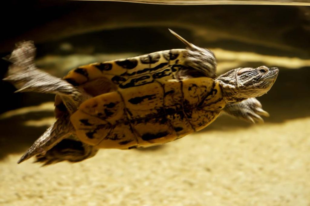 Small turtle swimming in aquarium with fresh clean water. Abstract underwater background or backdrop.