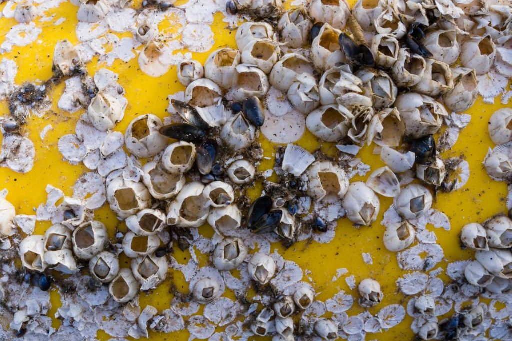 Dead barnacles on yellow boat side