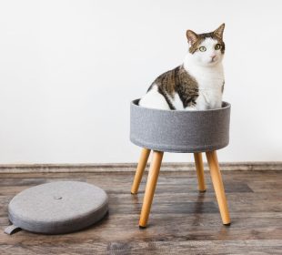 Cute fat domestic cat sits in trendy stool with lid and build-in storage space. Side view, white wall, copy space. Modern mulrifunctiional chair with wooden legs. Round gray linen pouffe