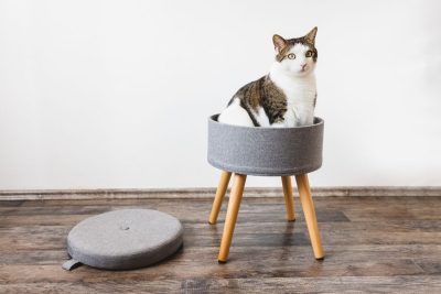 Cute fat domestic cat sits in trendy stool with lid and build-in storage space. Side view, white wall, copy space. Modern mulrifunctiional chair with wooden legs. Round gray linen pouffe