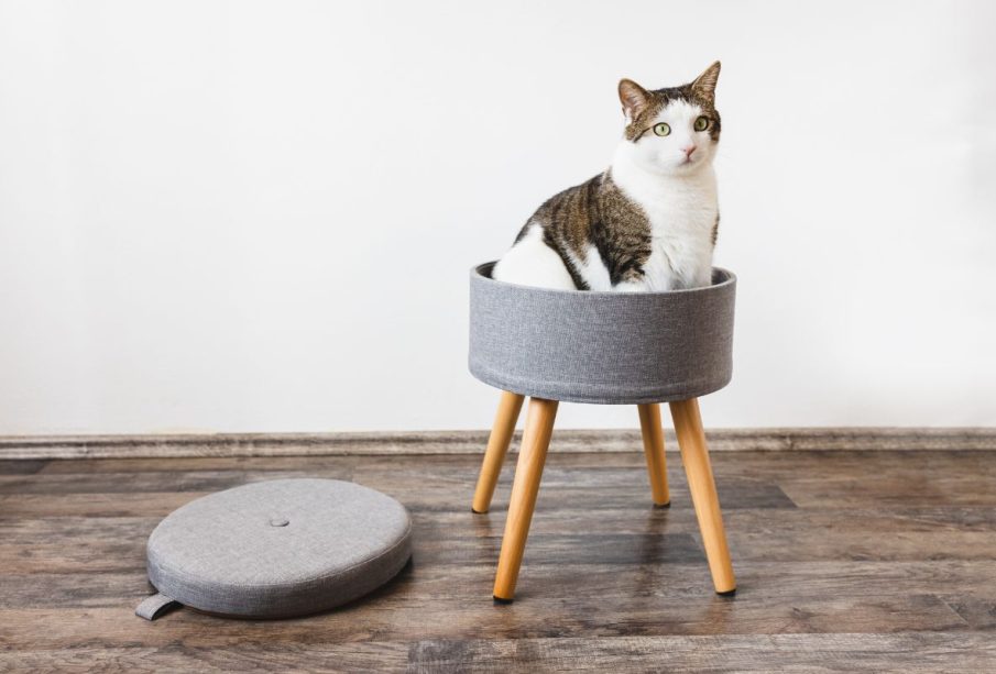 Cute fat domestic cat sits in trendy stool with lid and build-in storage space. Side view, white wall, copy space. Modern mulrifunctiional chair with wooden legs. Round gray linen pouffe