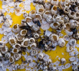 Dead barnacles on yellow boat side