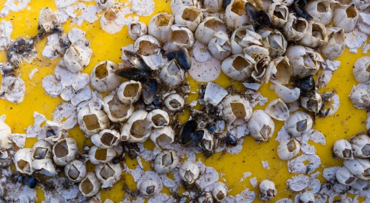 Dead barnacles on yellow boat side