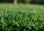 Contact A View Turf today for expert advice and a free quote on DNA Certified Sir Walter Buffalo Grass.