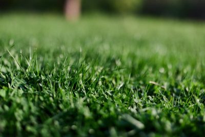 Contact A View Turf today for expert advice and a free quote on DNA Certified Sir Walter Buffalo Grass.